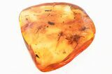 Detailed Fossil True Midge Swarm (Chironomidae) In Baltic Amber #330676-1